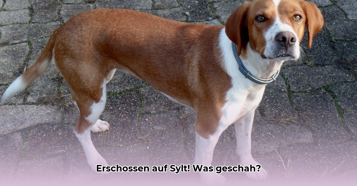 hund-auf-sylt-erschossen